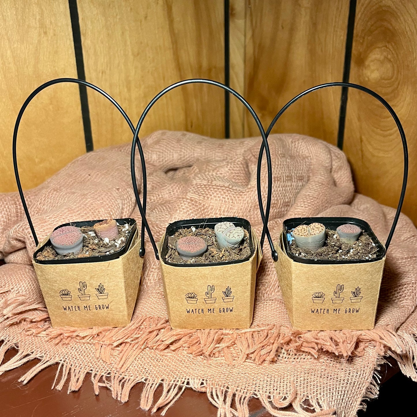 Watch Me Grow: Lithops Starter Pack