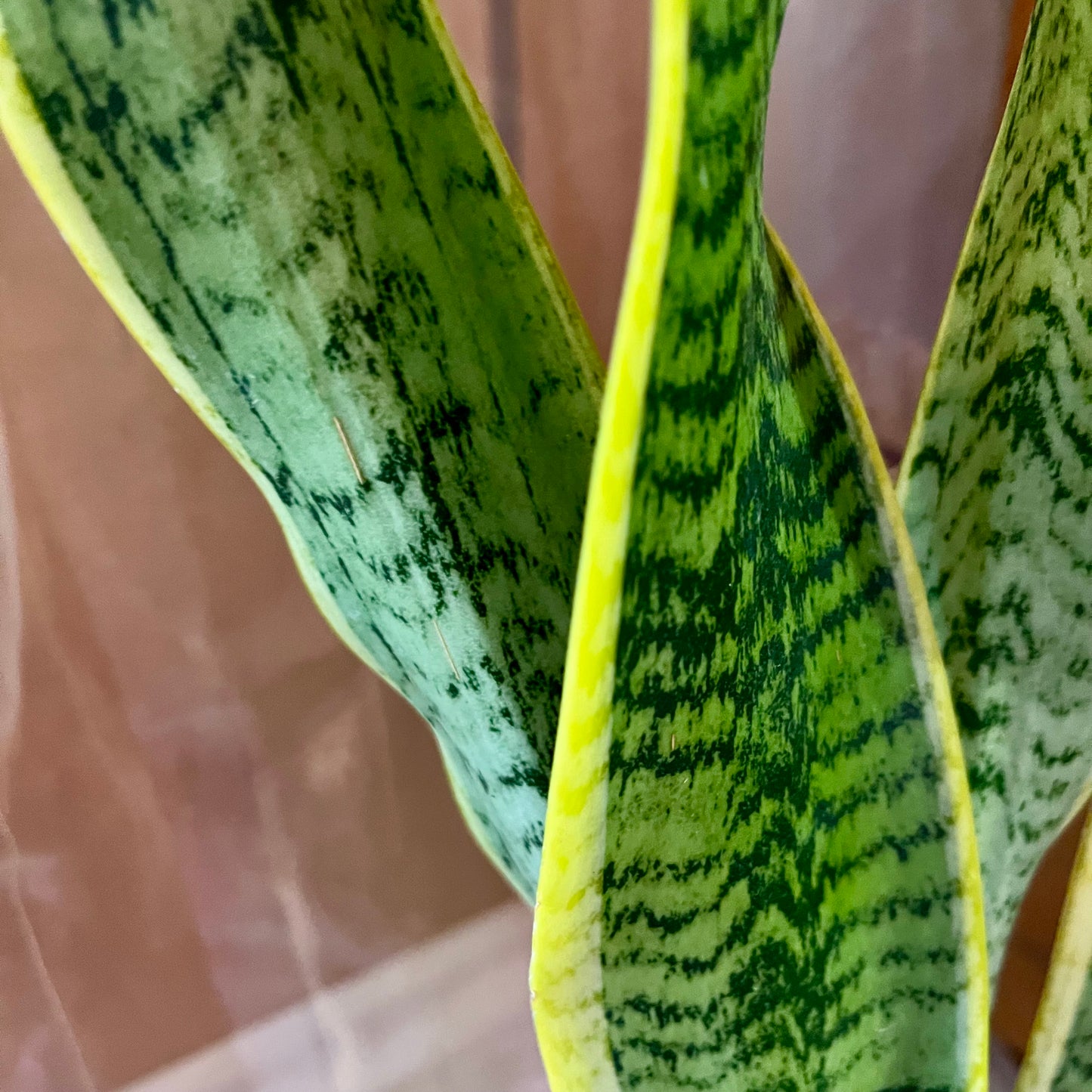 Golden Snake Plant