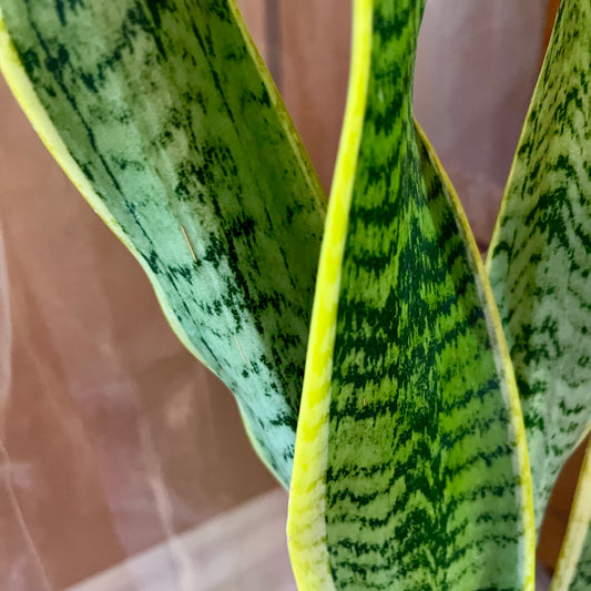 Golden Snake Plant