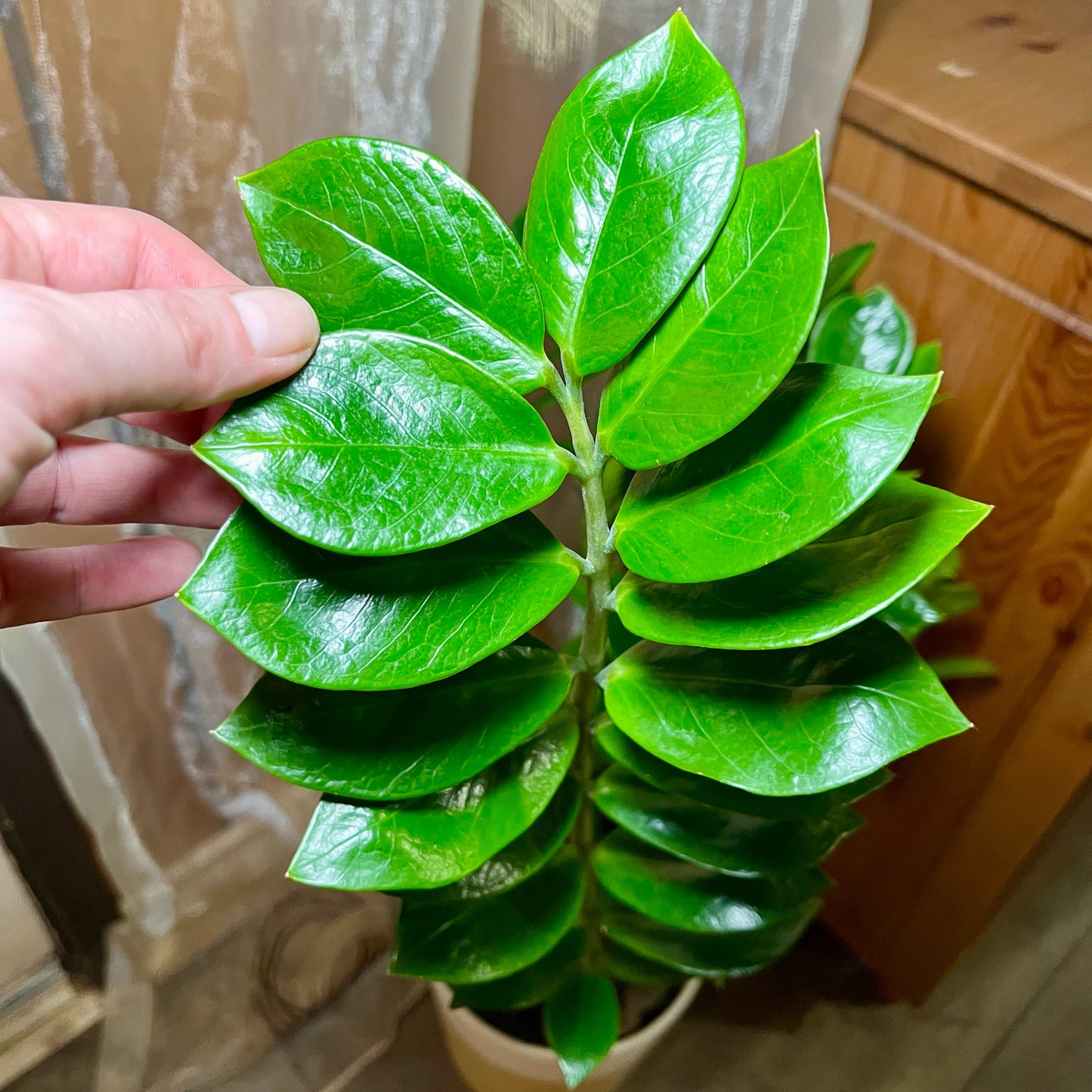 Large Zz Plant