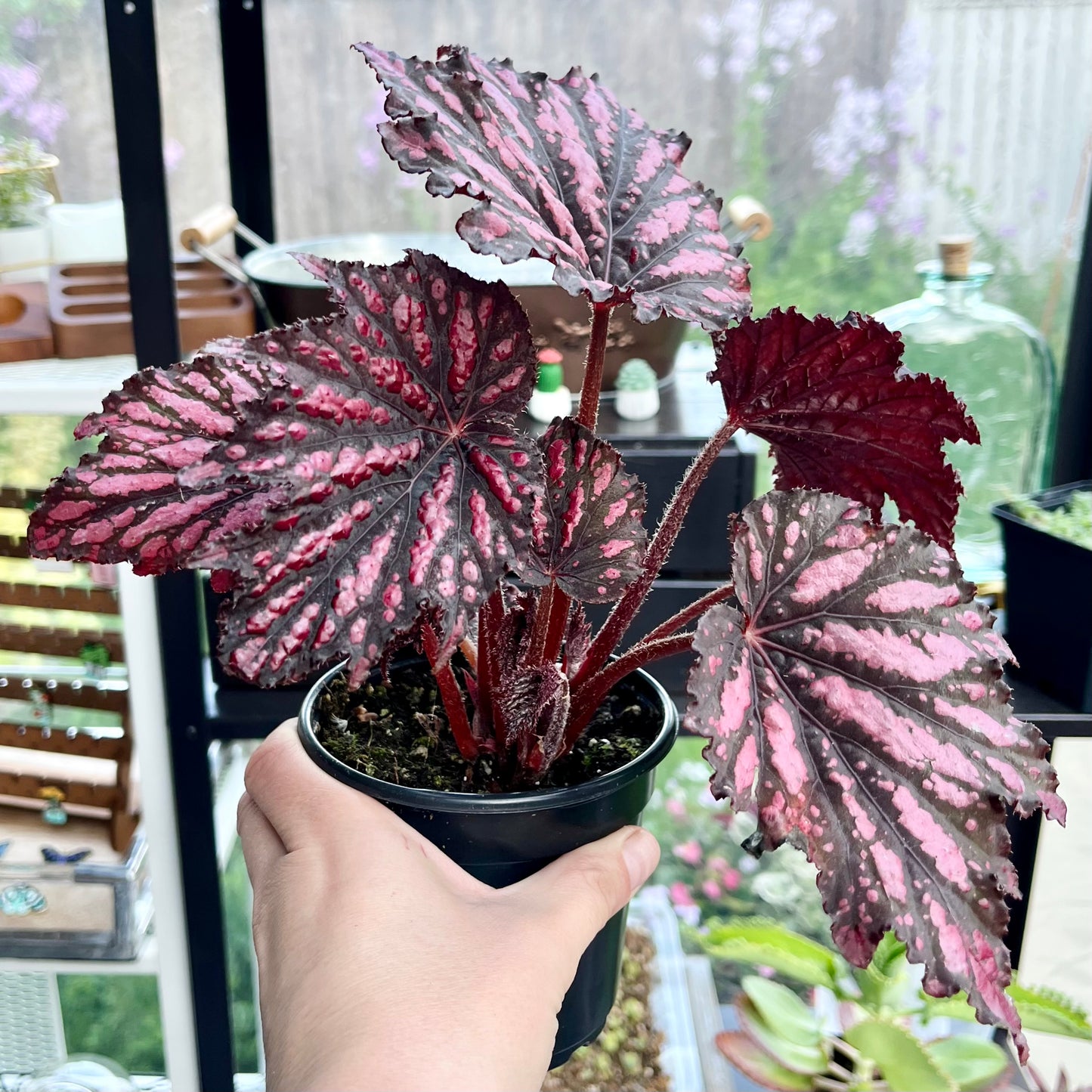 Red Rex Begonia