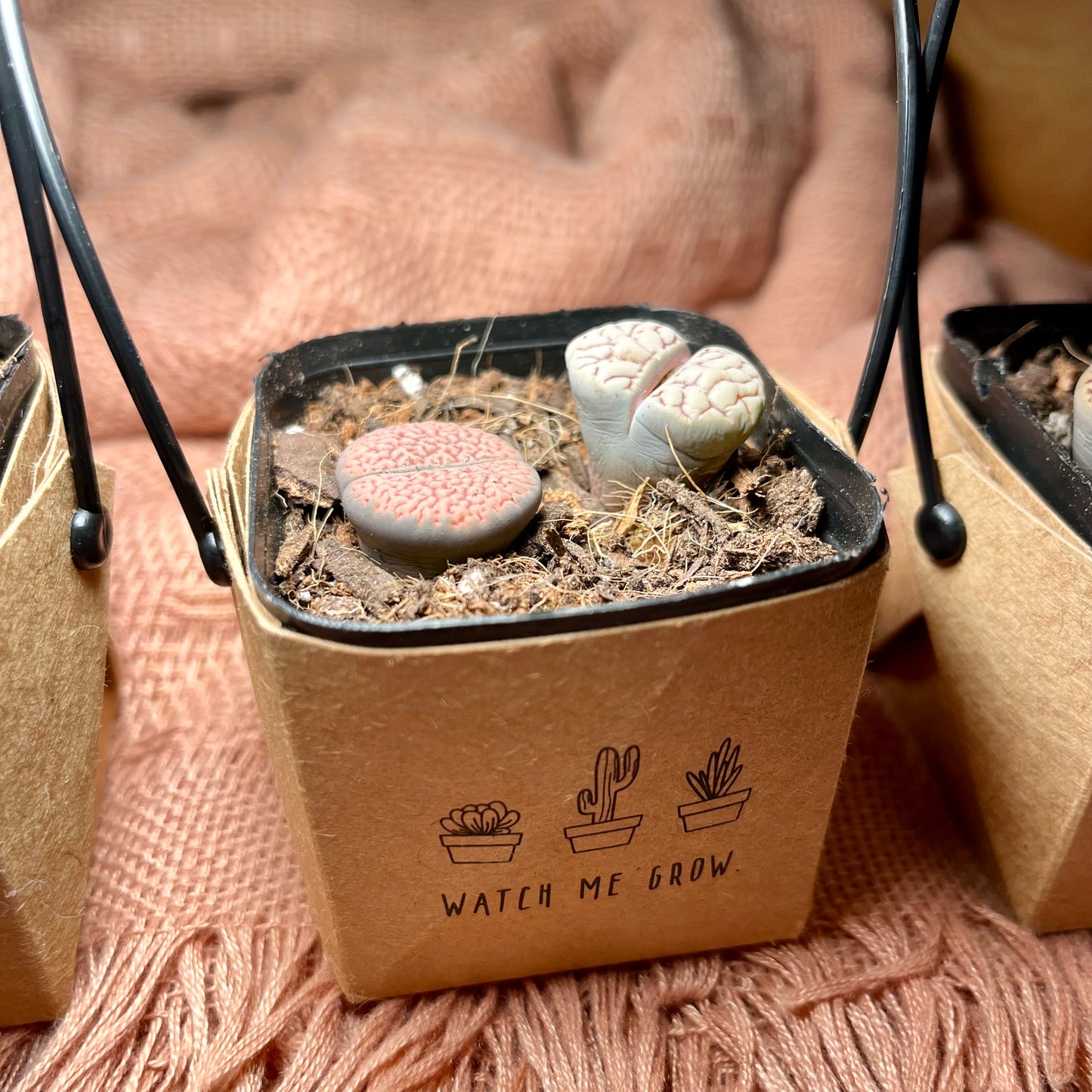 Watch Me Grow: Lithops Starter Pack
