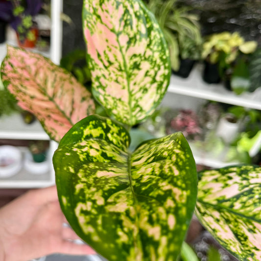 Chinese Evergreen