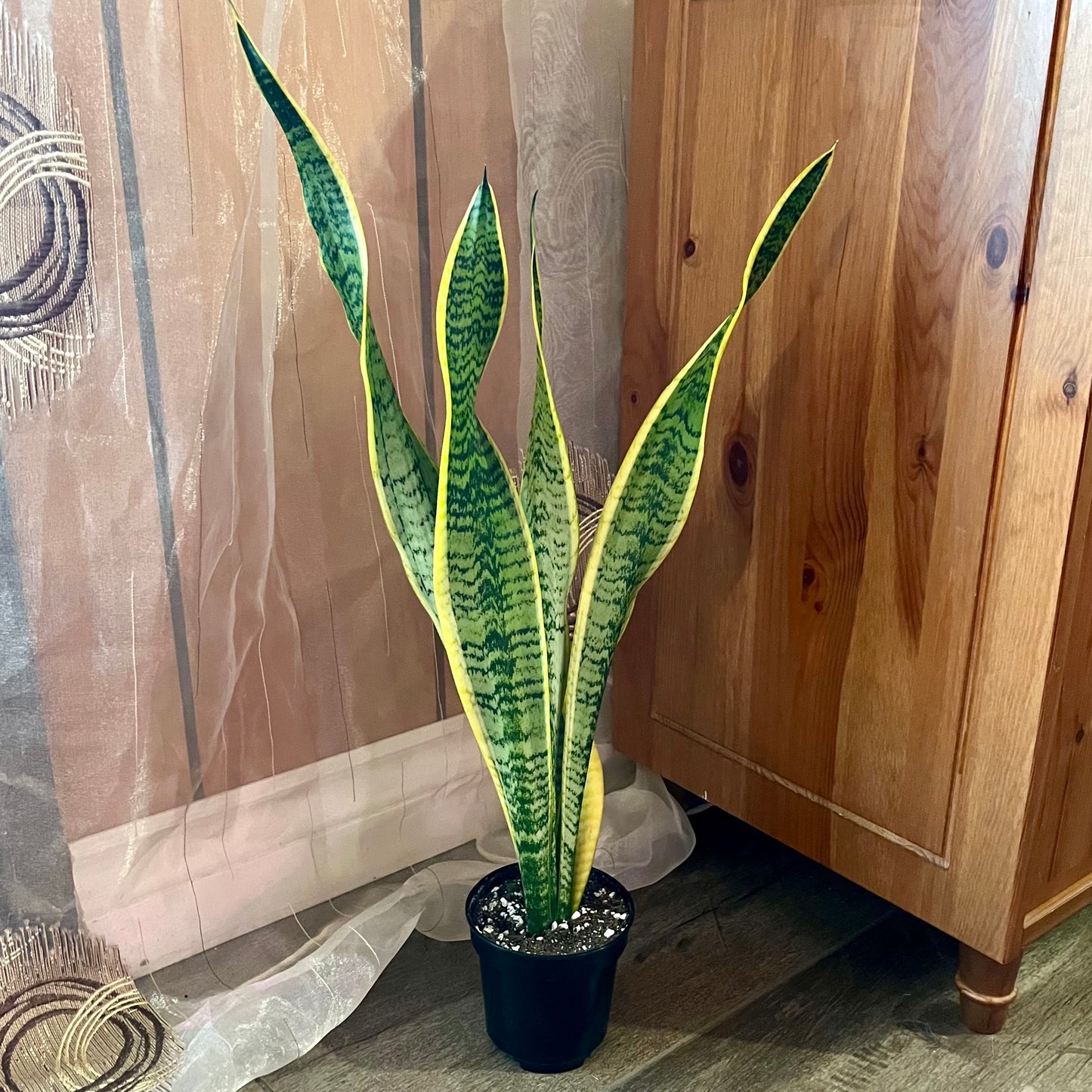 Golden Snake Plant