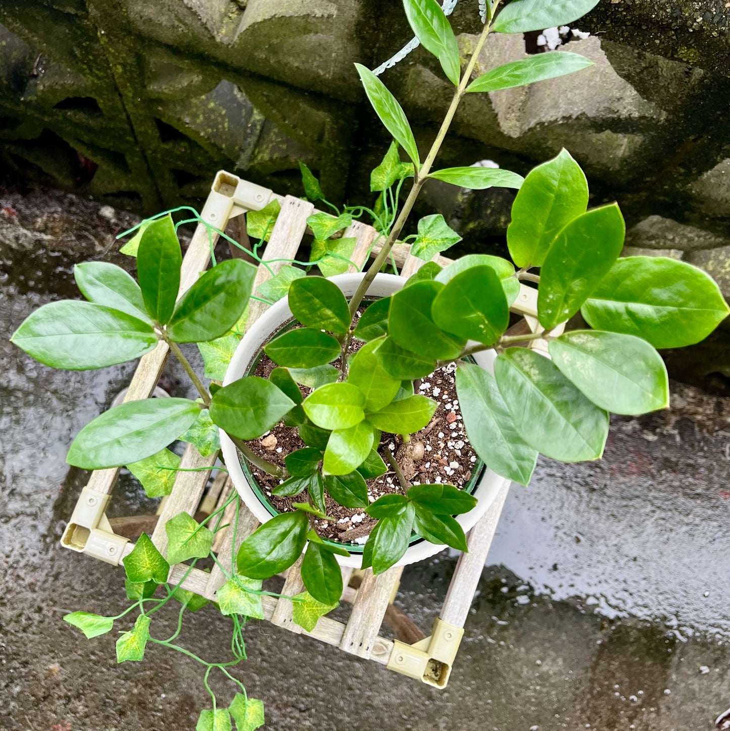 Dwarf Zz Plant