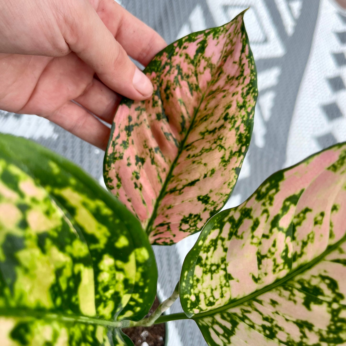 Chinese Evergreen