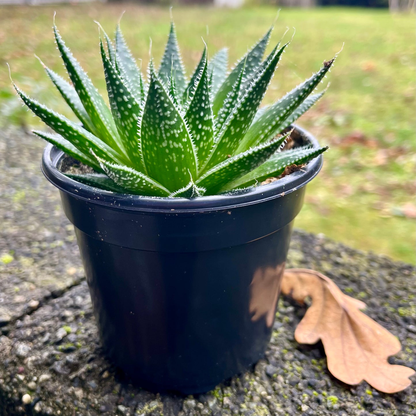 Lace Aloe