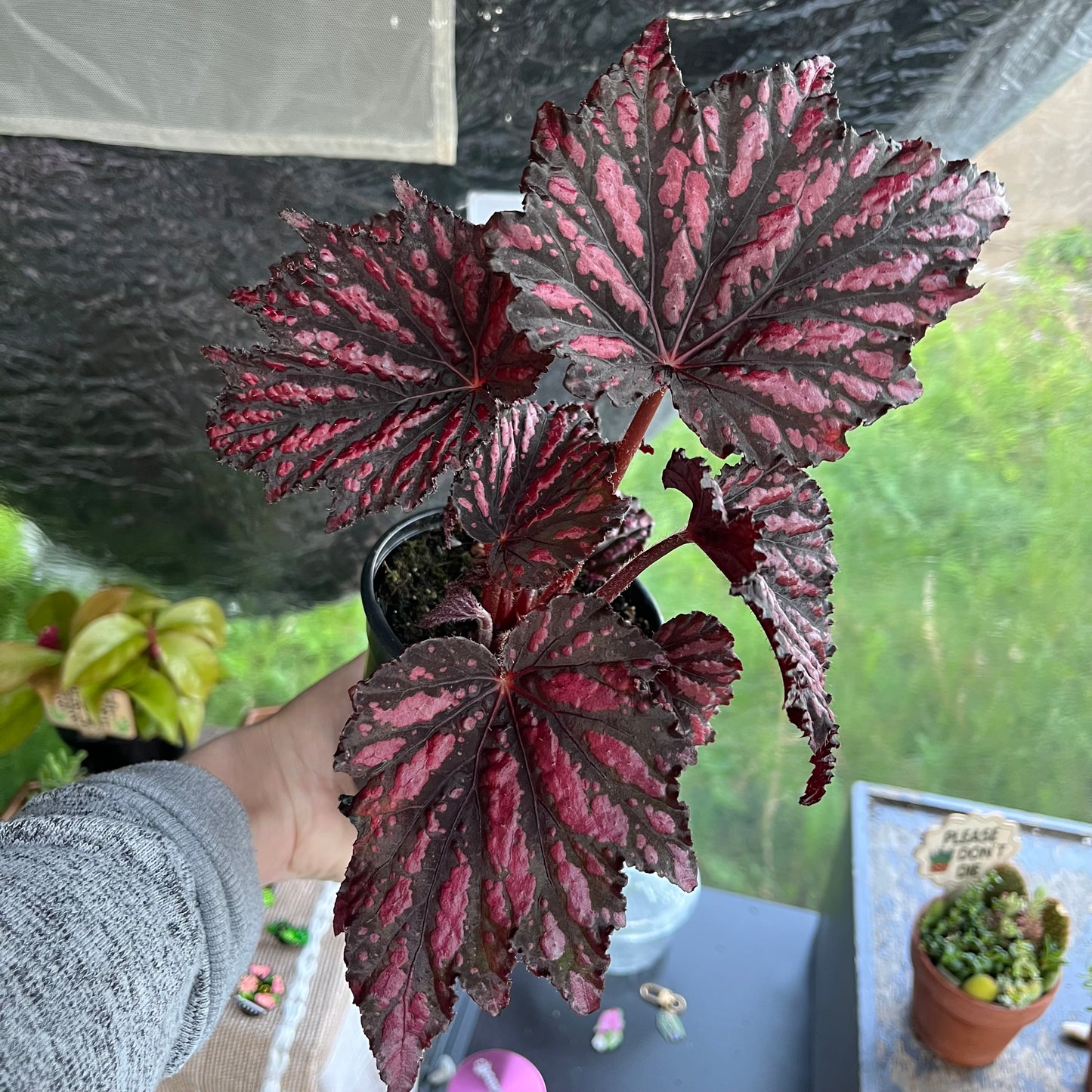 Red Rex Begonia