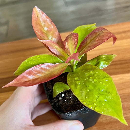 Lemon Vine Plant