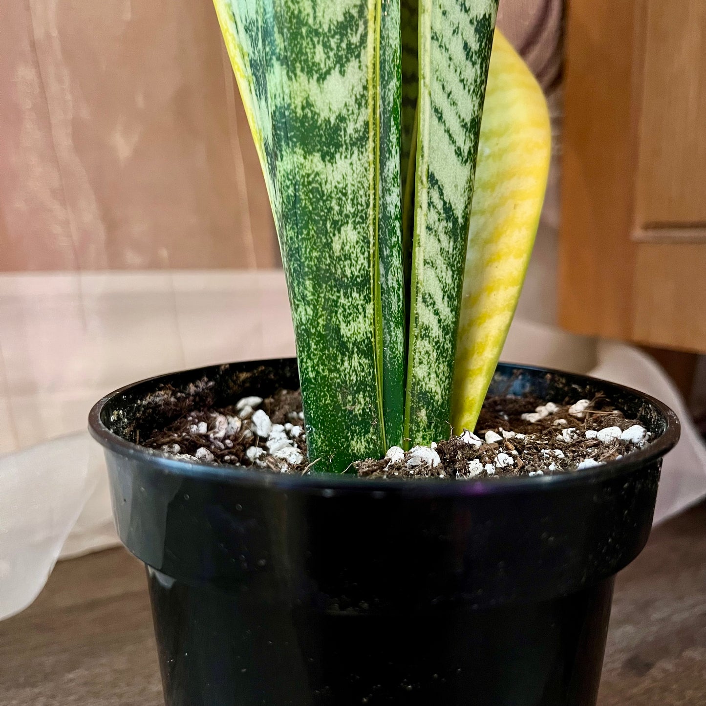 Golden Snake Plant