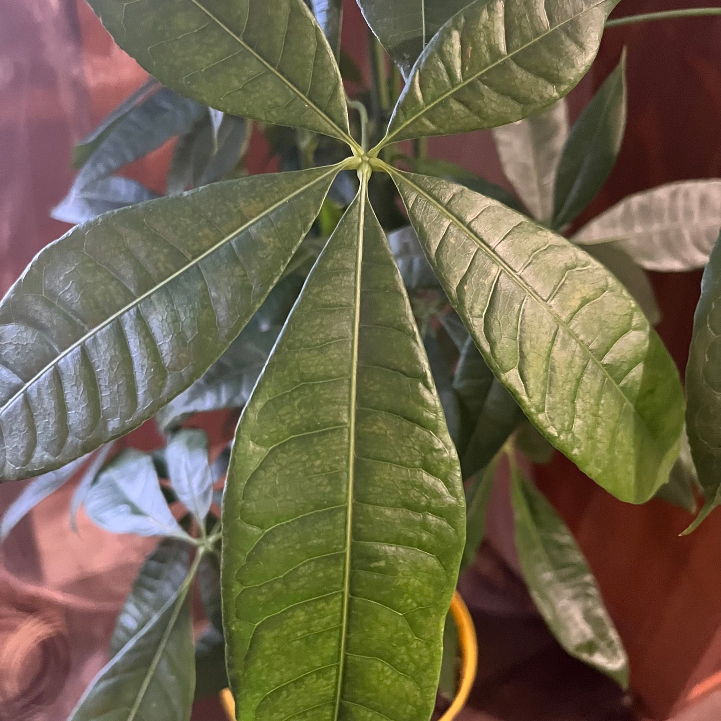 Money Tree