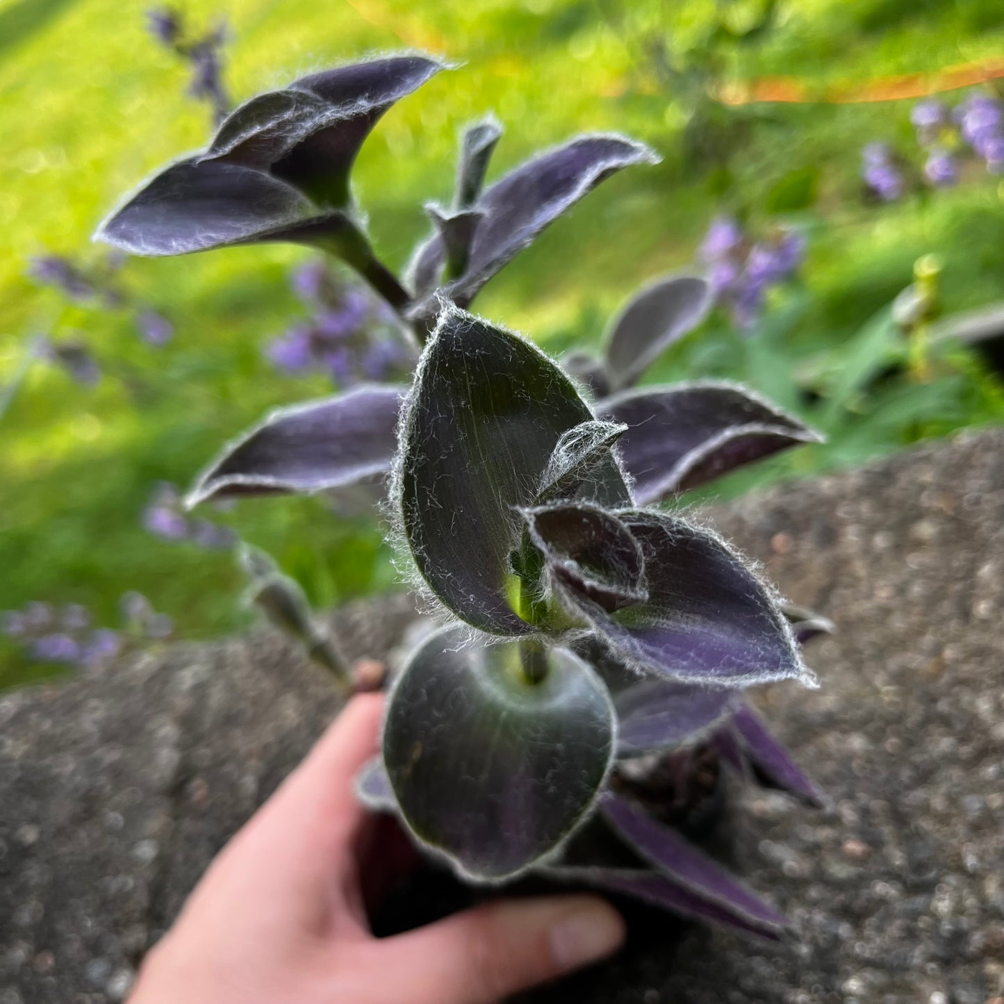 Purple Heart // Inch Plant