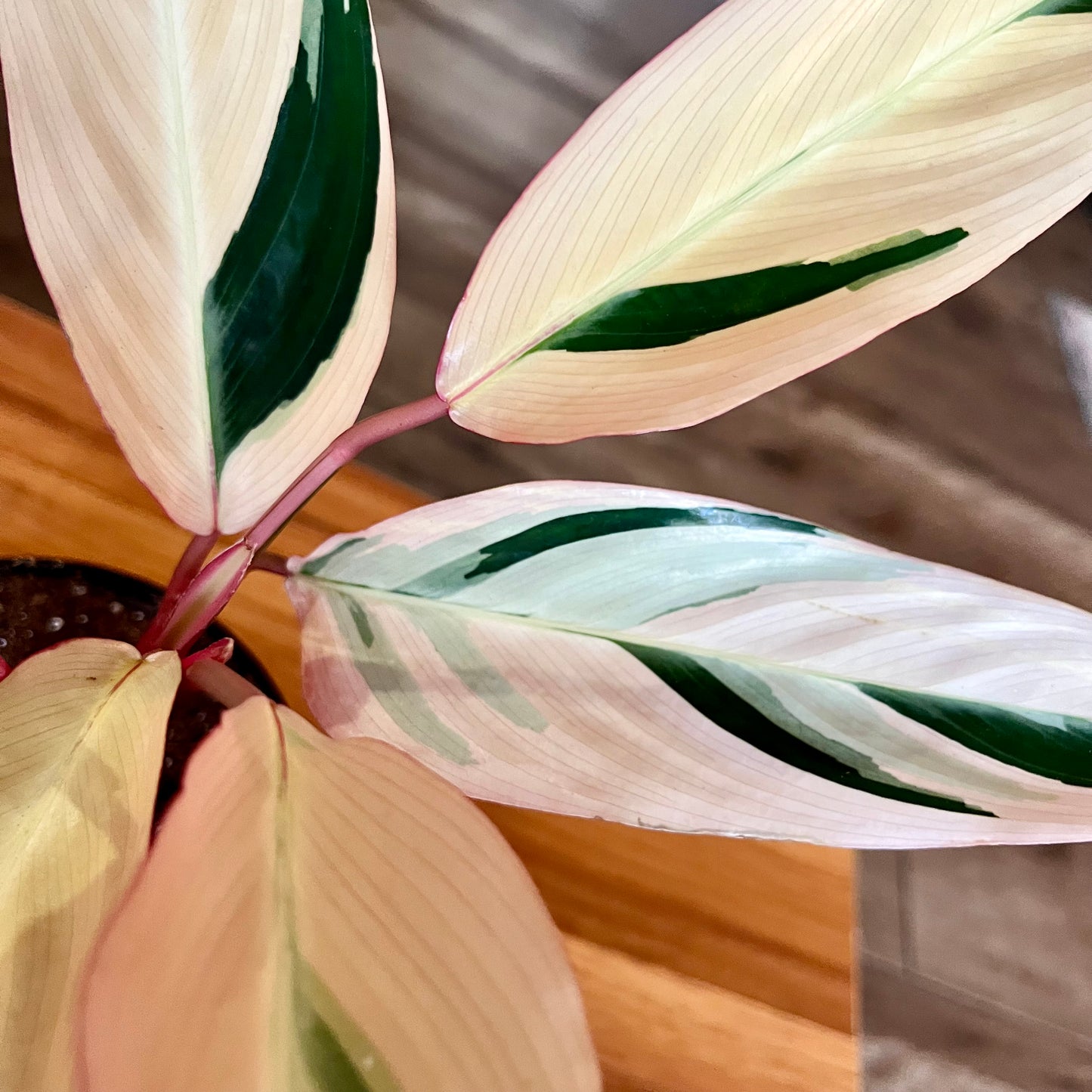 Stromanthe
