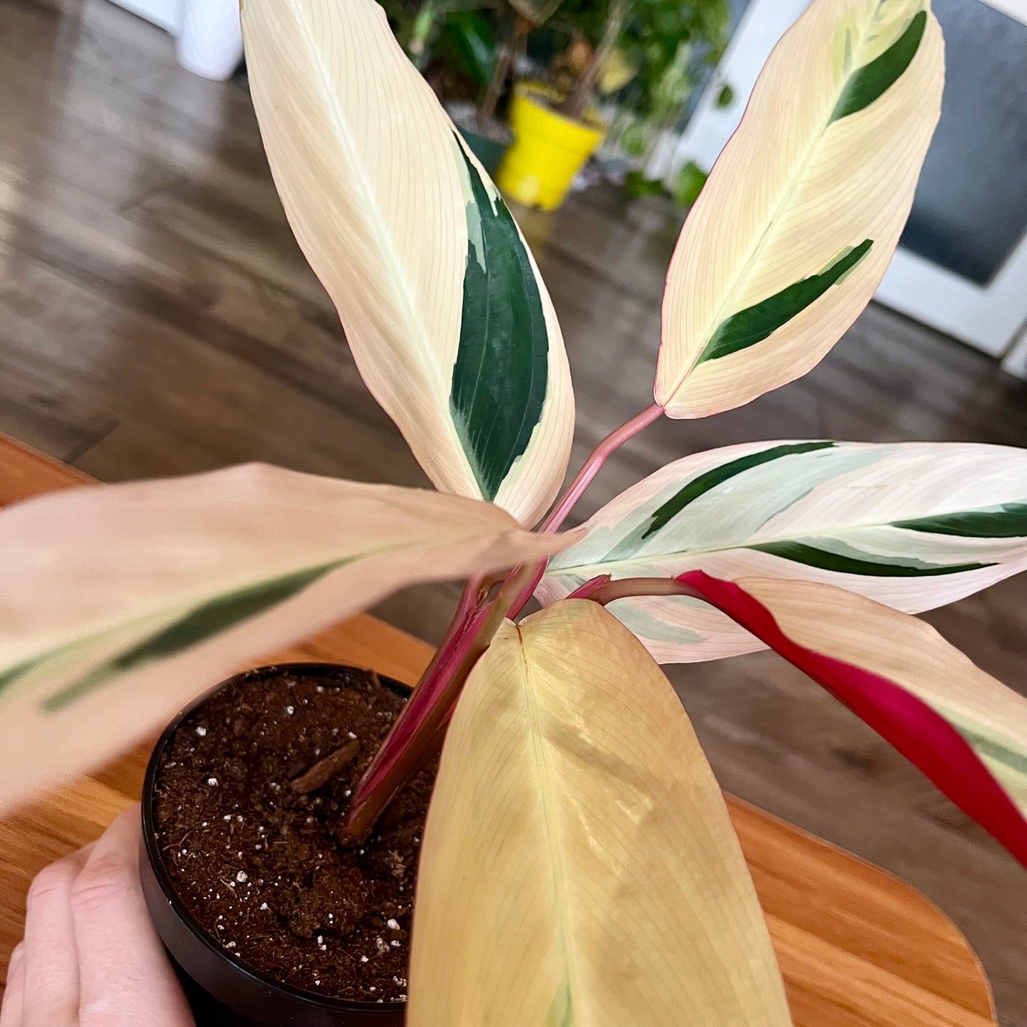 Stromanthe