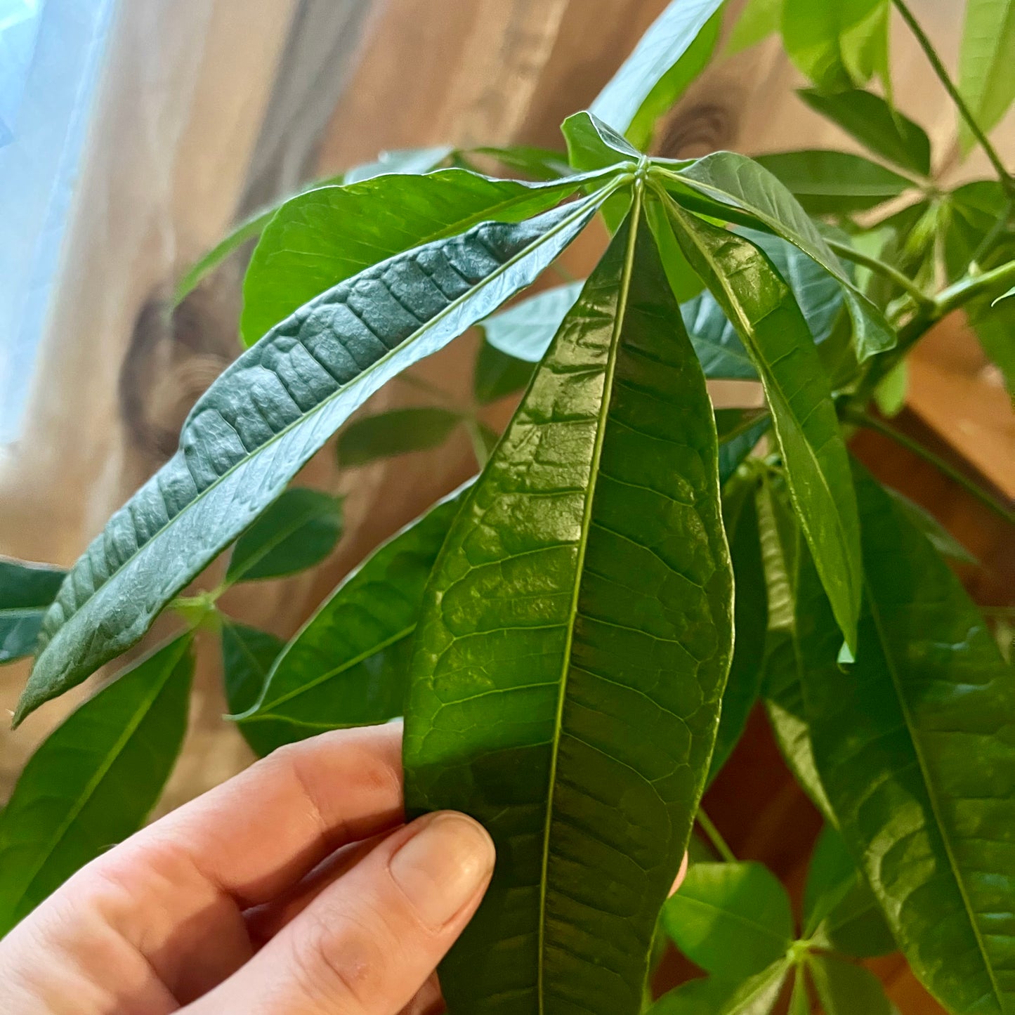 Money Tree