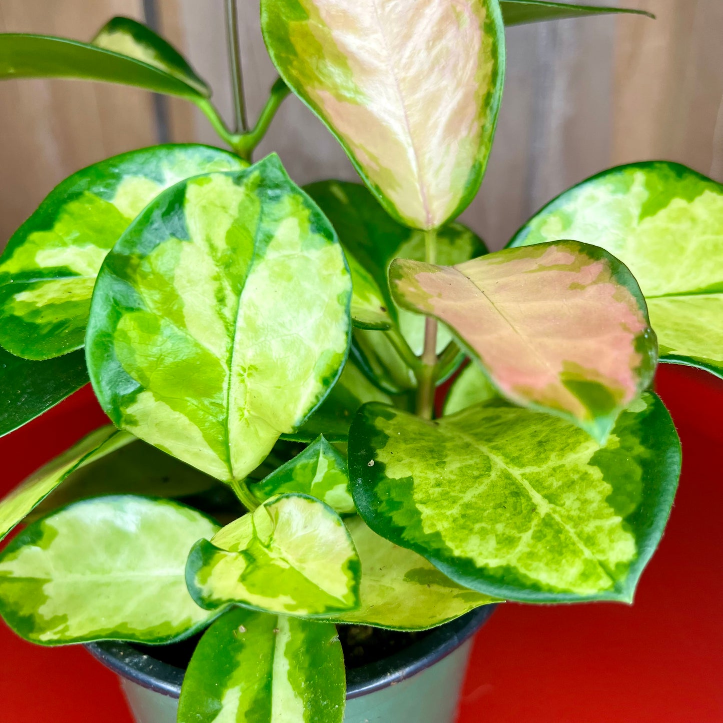 Hoya Australia
