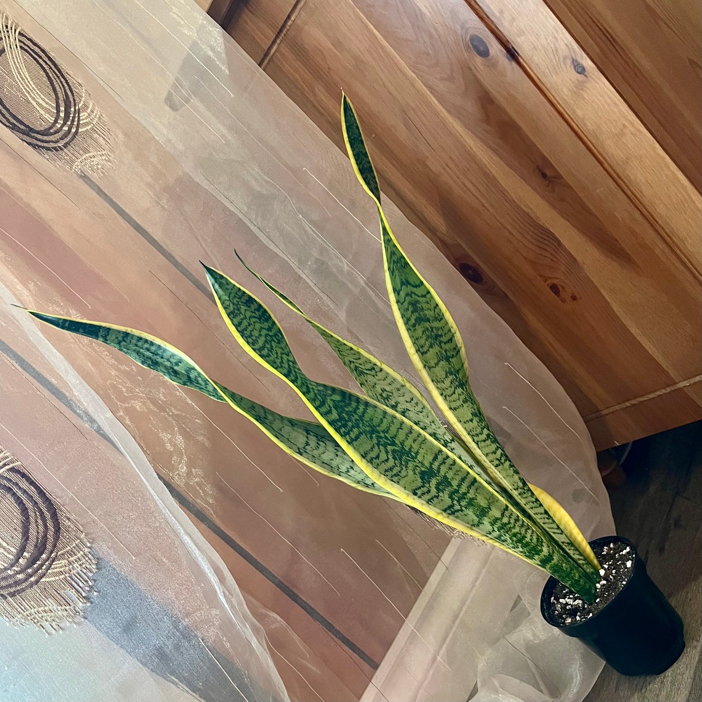 Golden Snake Plant