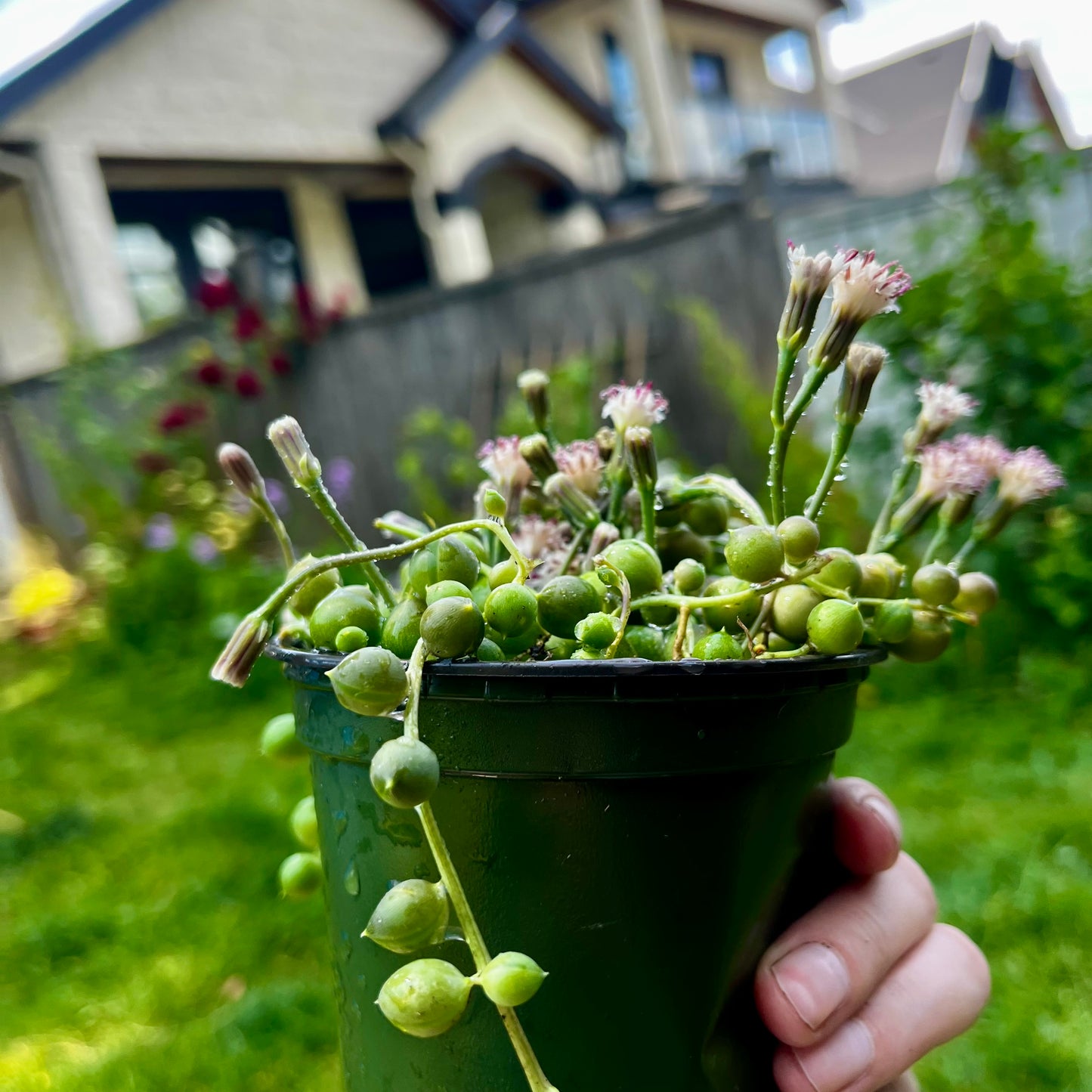 String of Pearls