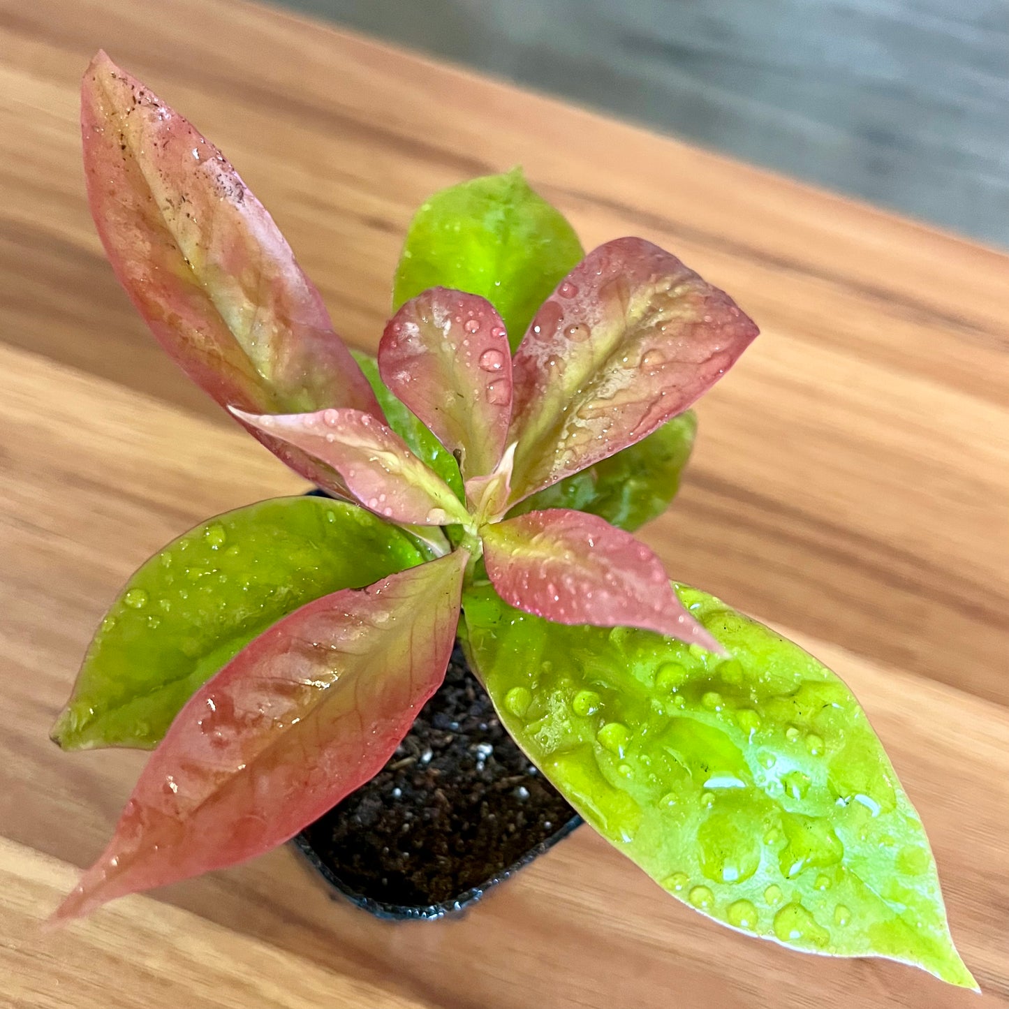 Lemon Vine Plant