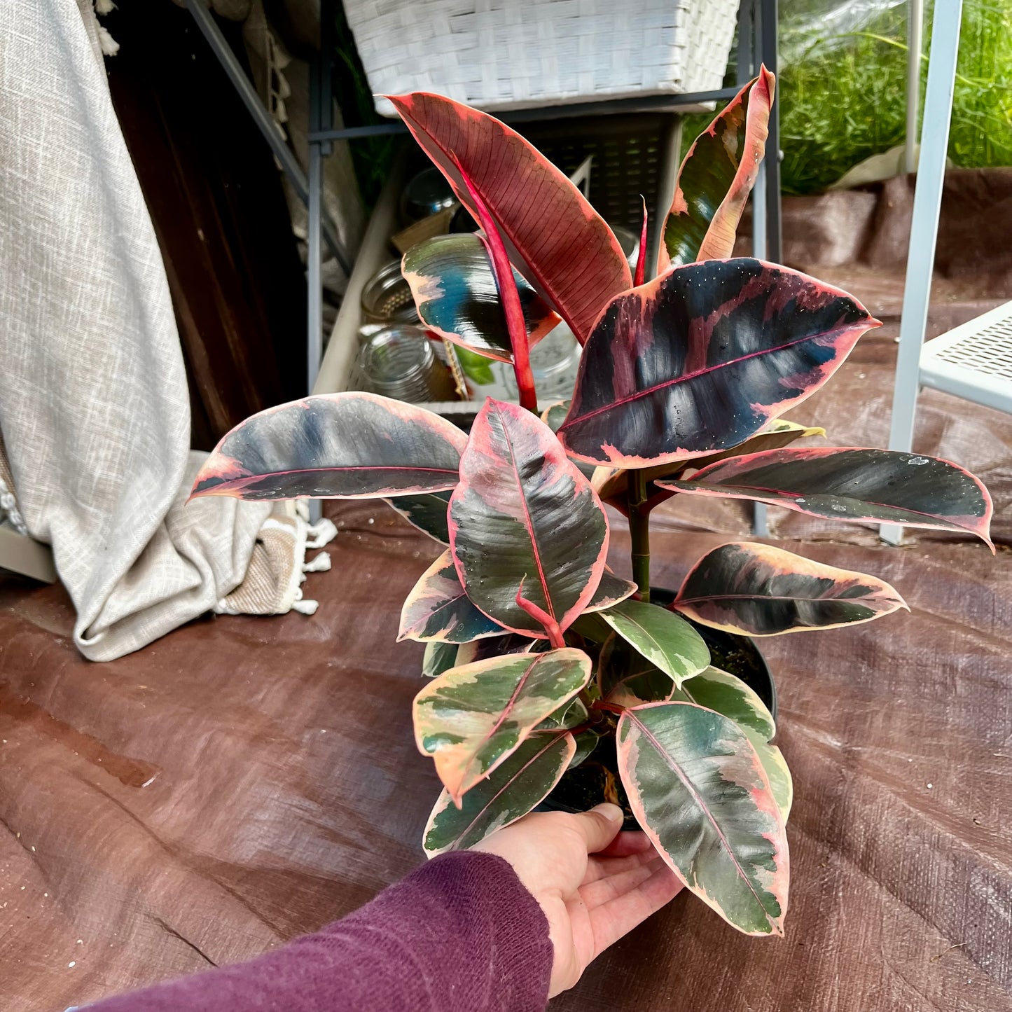 Variegated White Rubber Tree