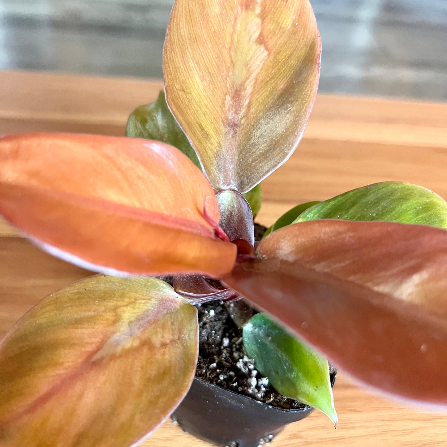 Prince of Orange Philodendron
