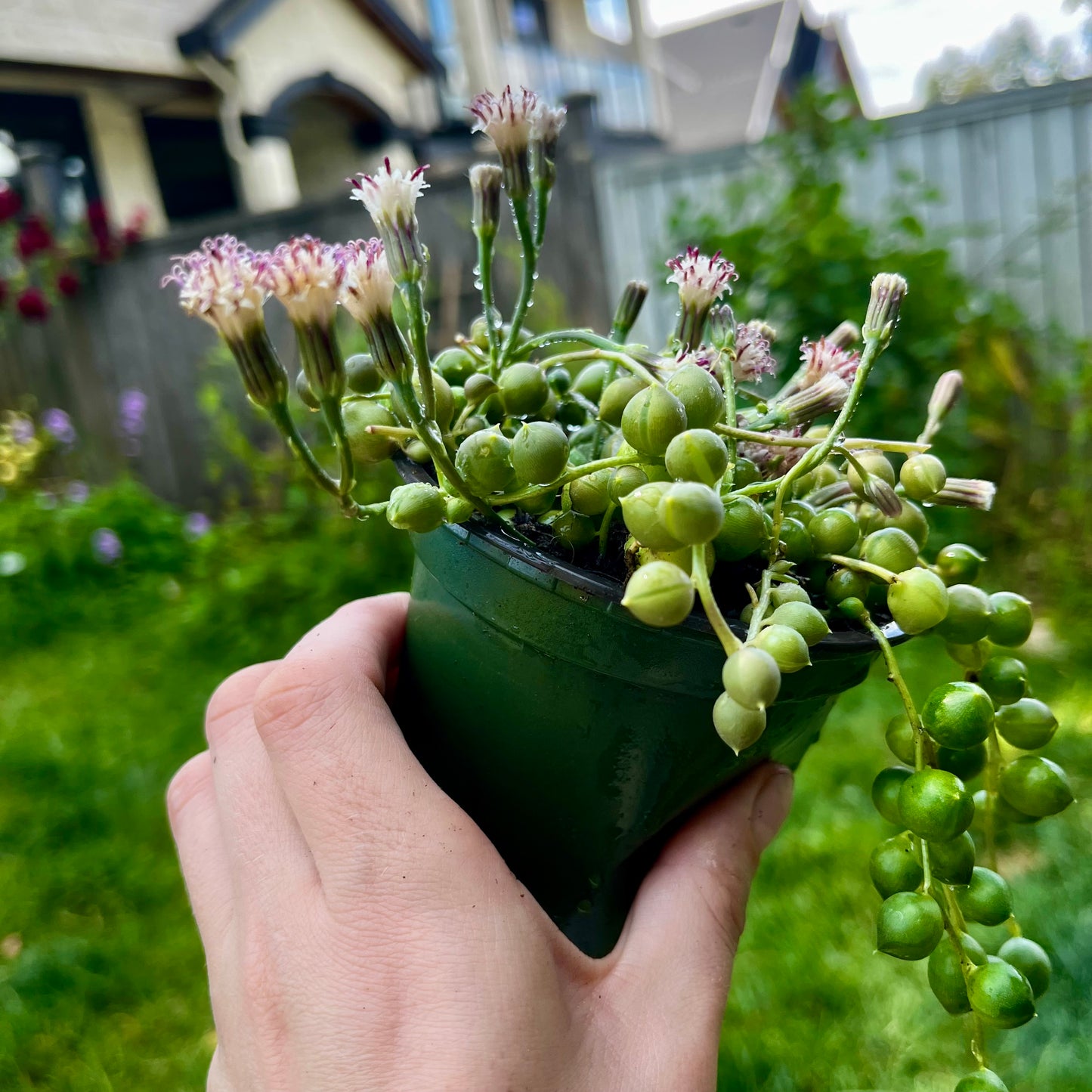 String of Pearls