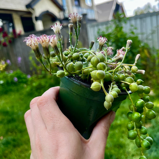 String of Pearls