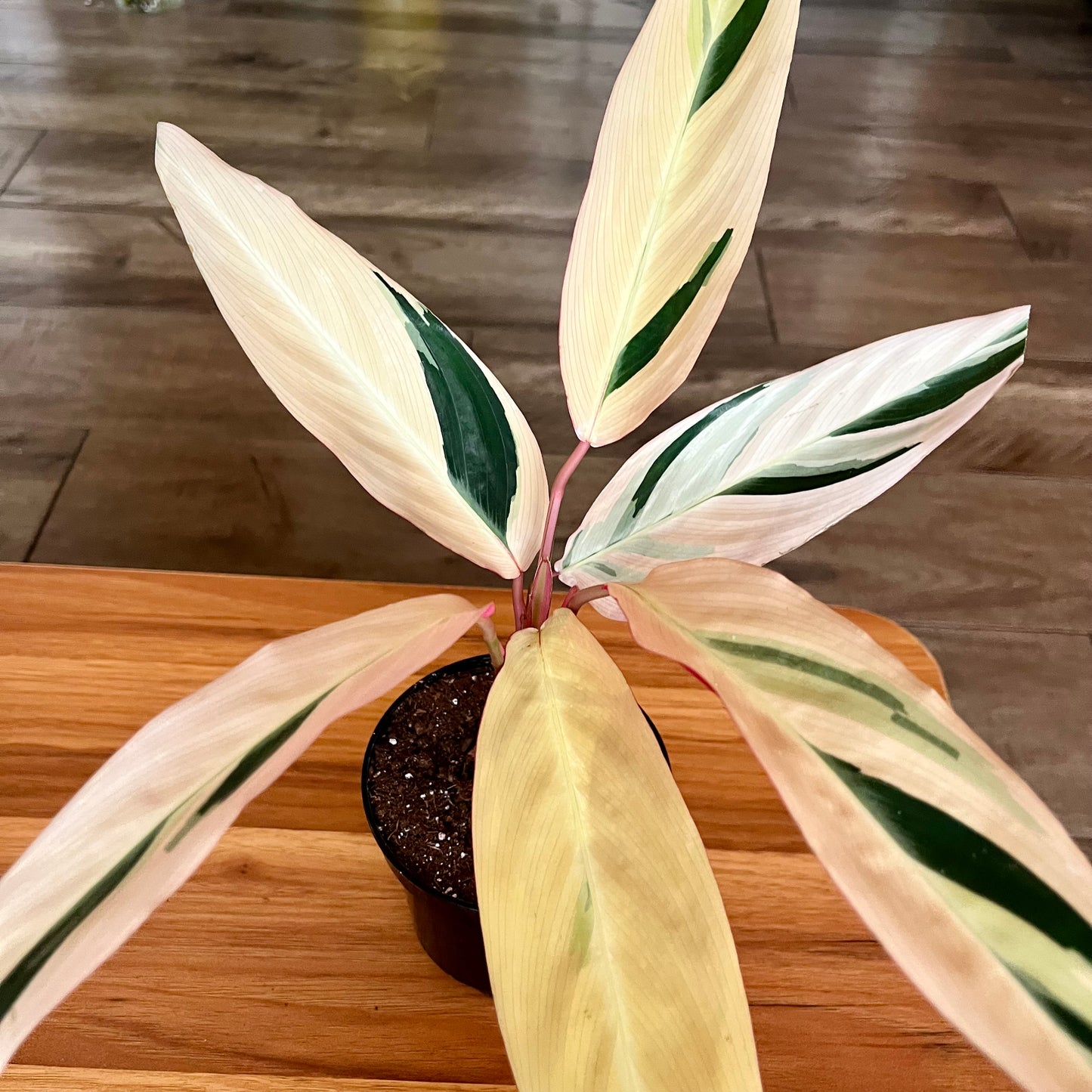 Stromanthe