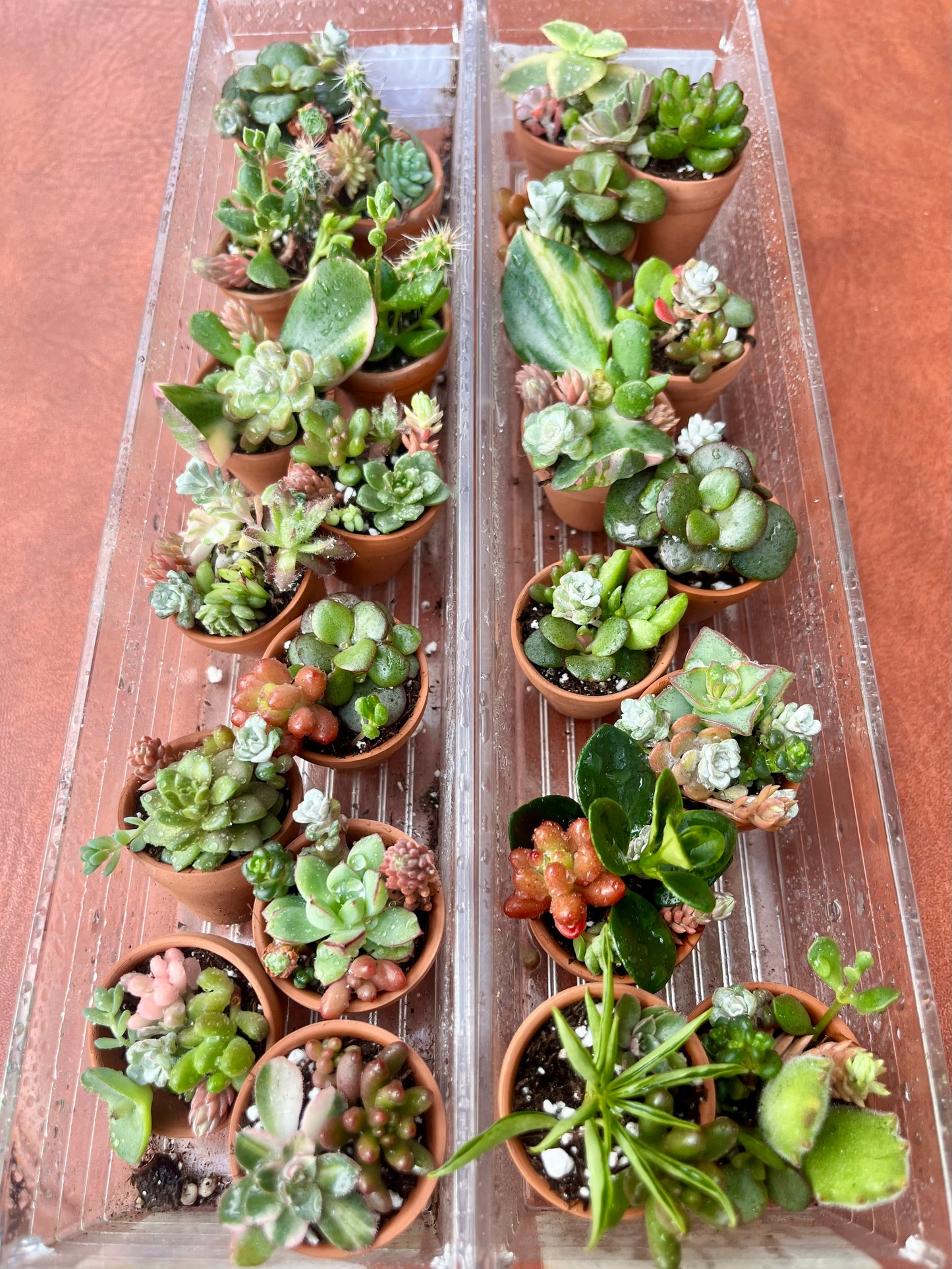 Teeny Tiny Succulents