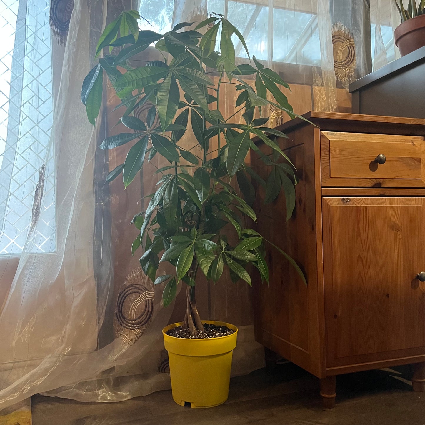 Money Tree