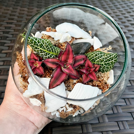 Earth Star & Nerve Plant Terrarium