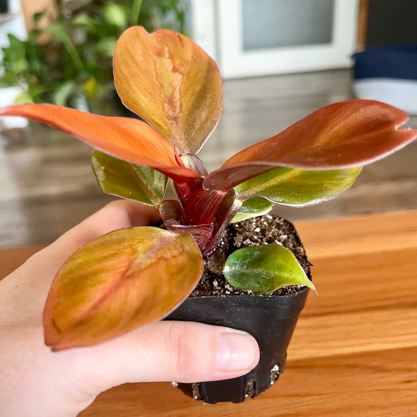 Prince of Orange Philodendron
