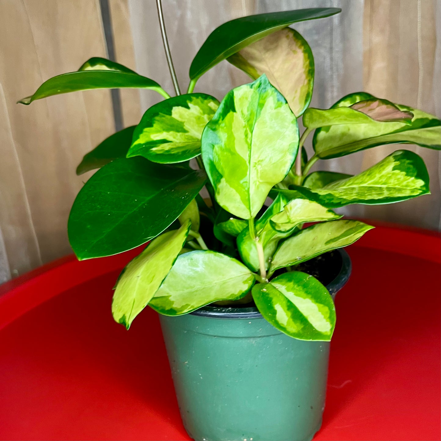 Hoya Australia