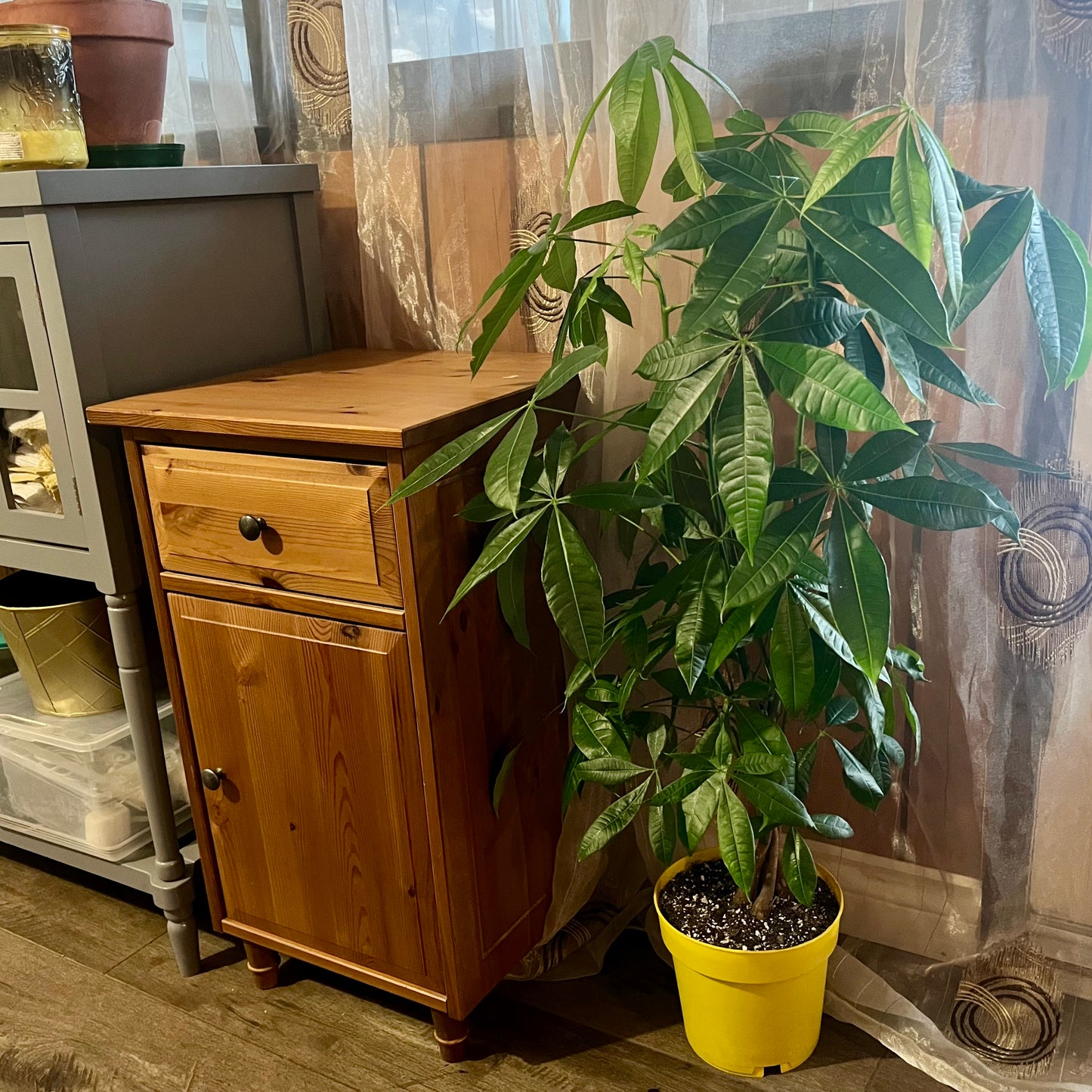 Money Tree