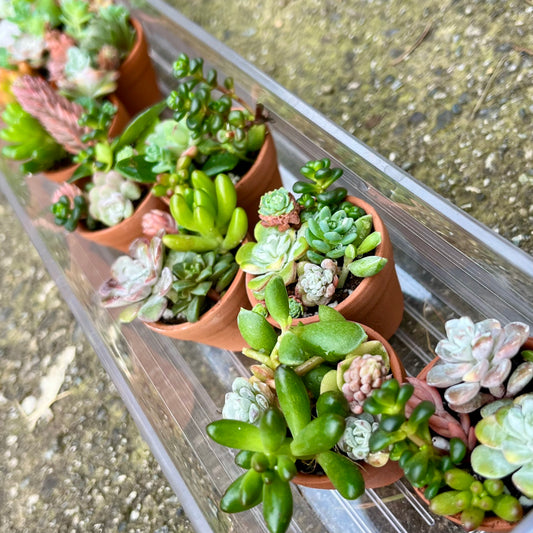 Teeny Tiny Succulents