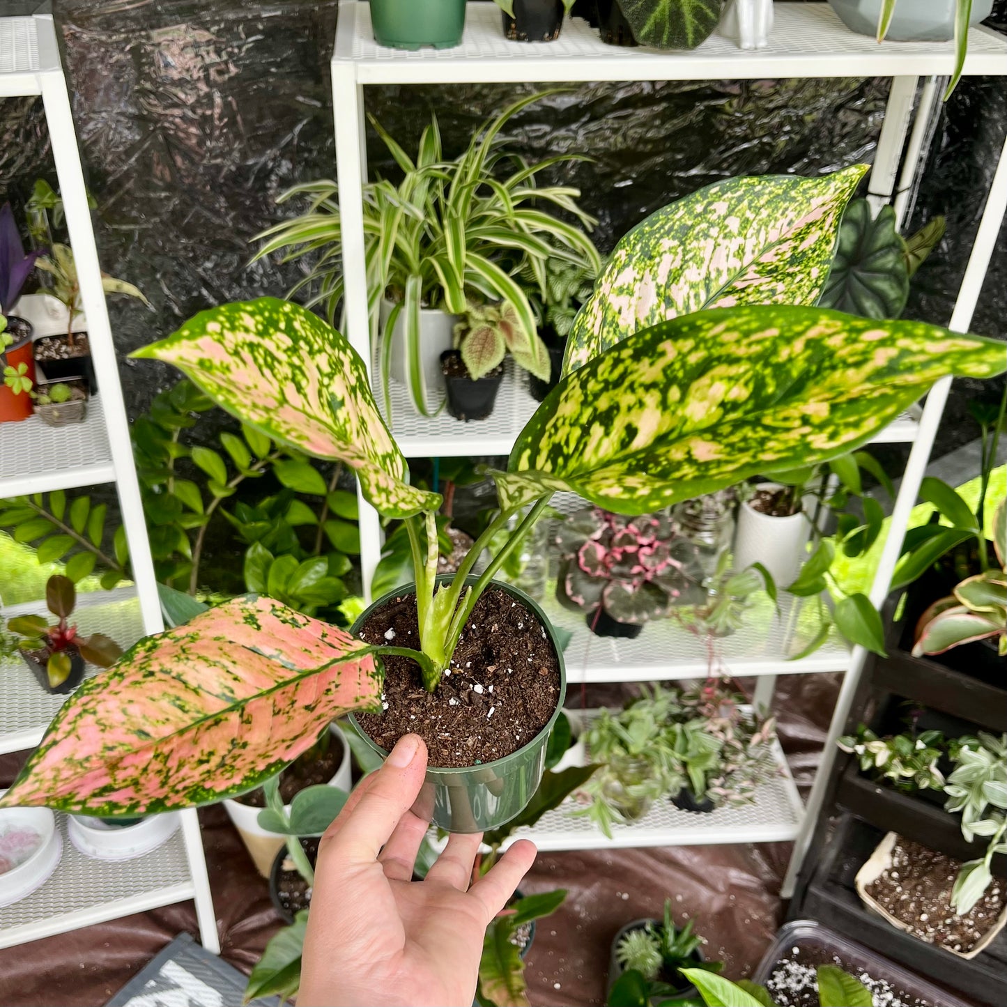 Chinese Evergreen