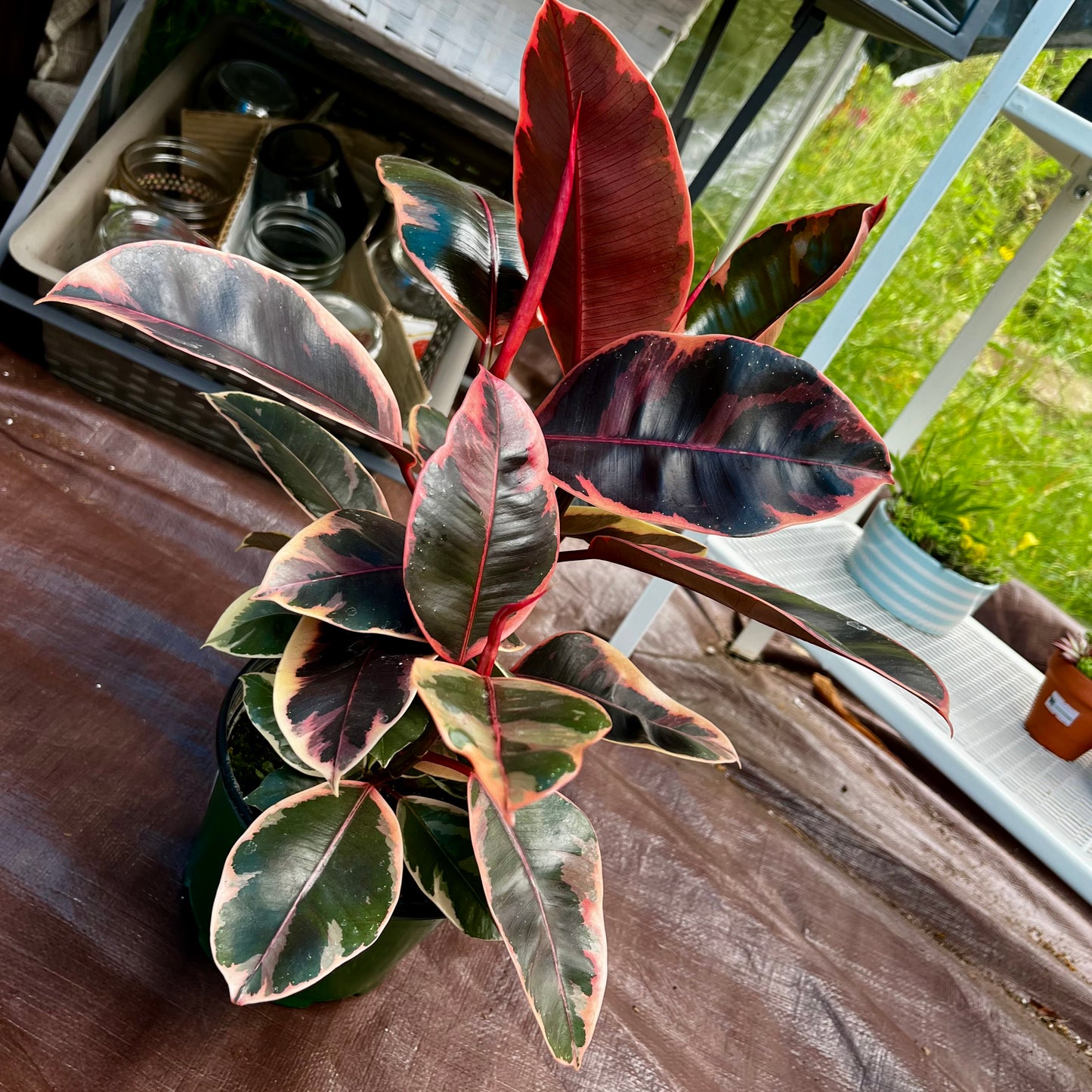 Variegated White Rubber Tree