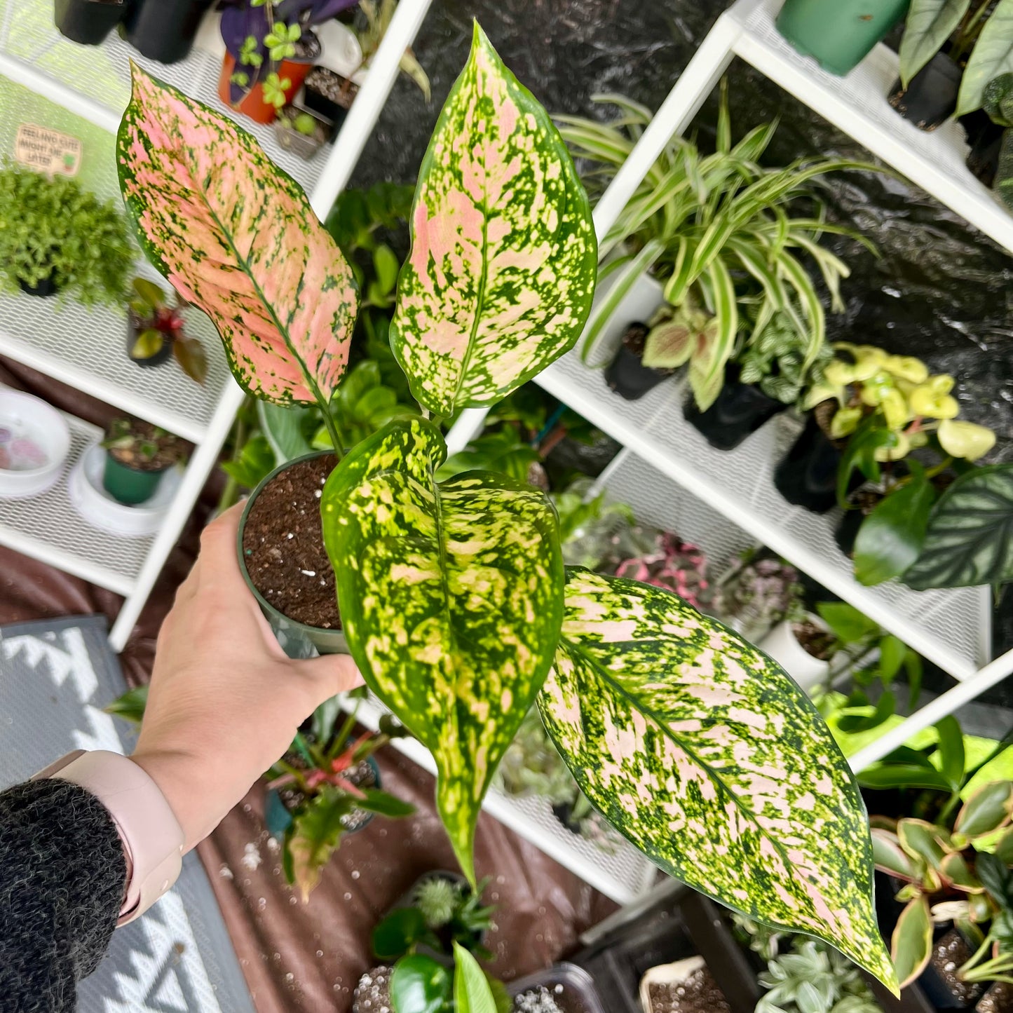 Chinese Evergreen