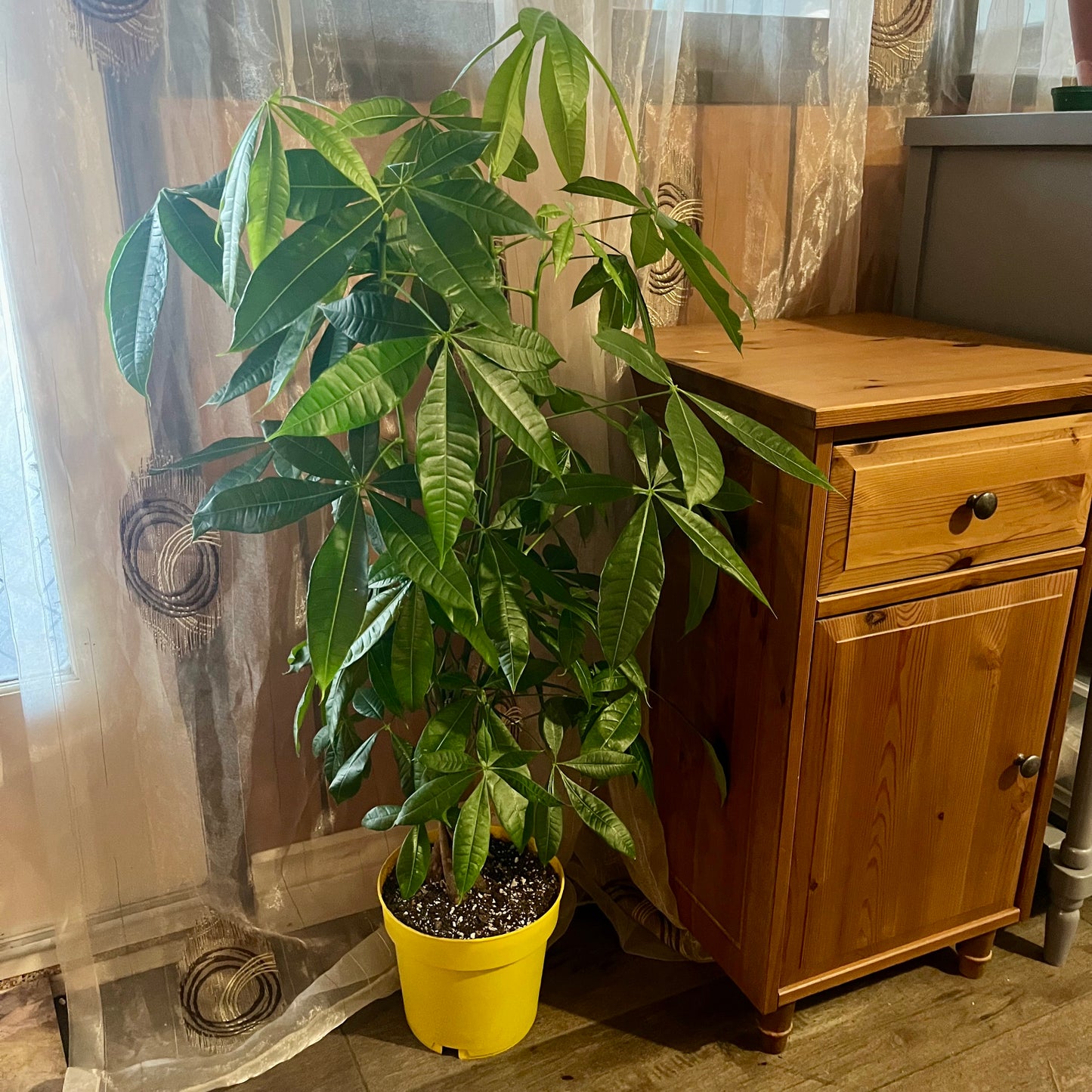 Money Tree