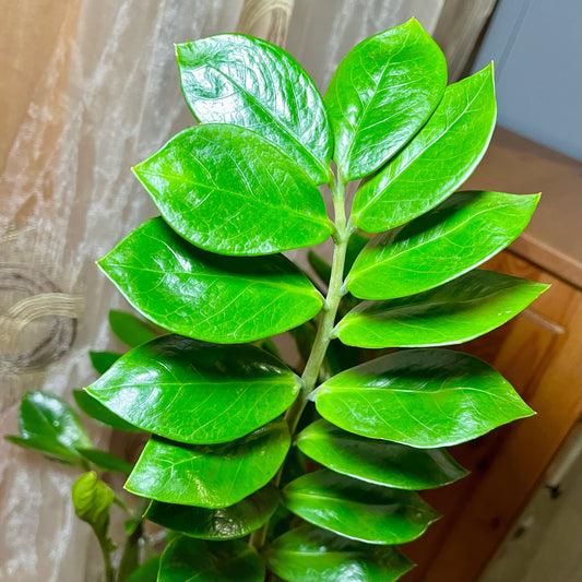 Large Zz Plant