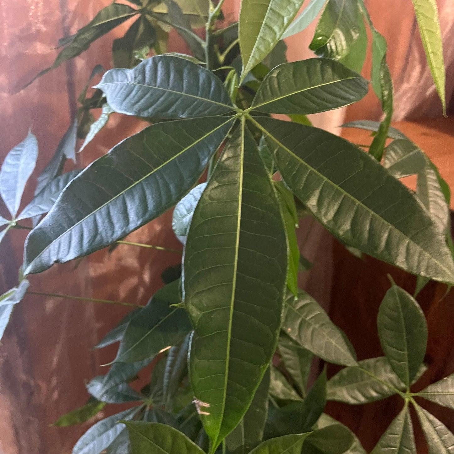Money Tree
