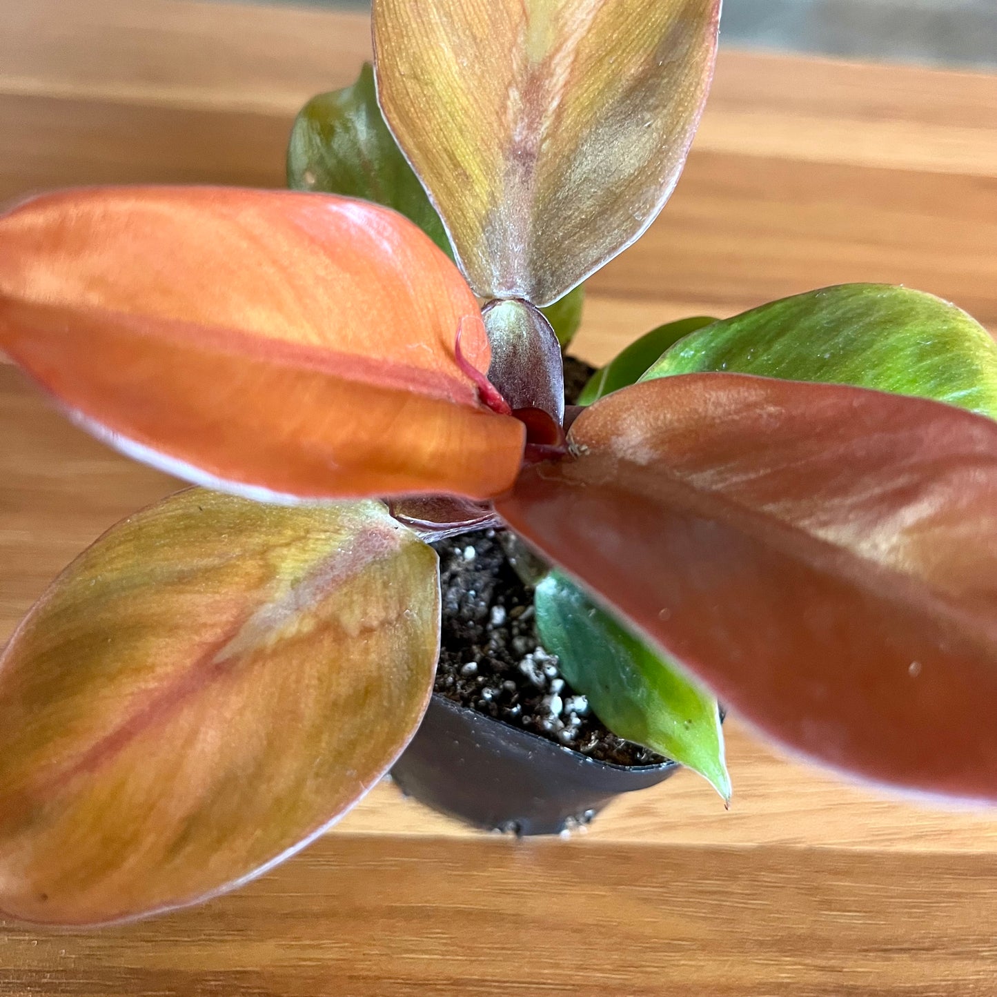 Prince of Orange Philodendron