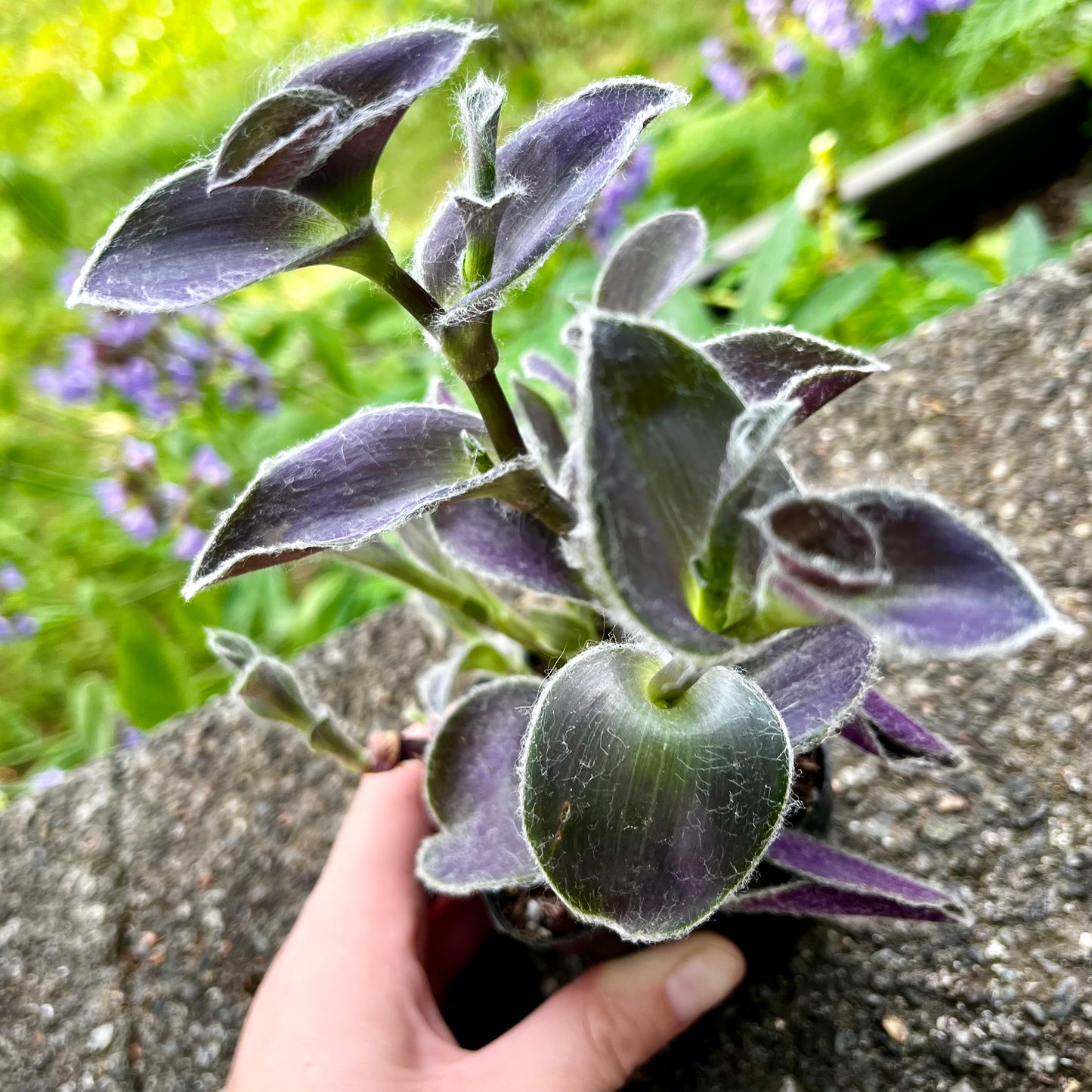 Purple Heart // Inch Plant