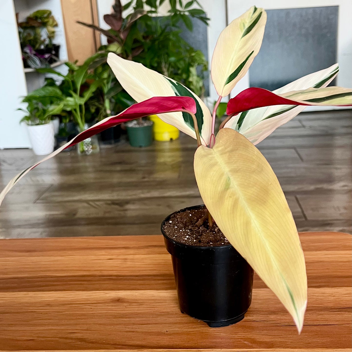 Stromanthe