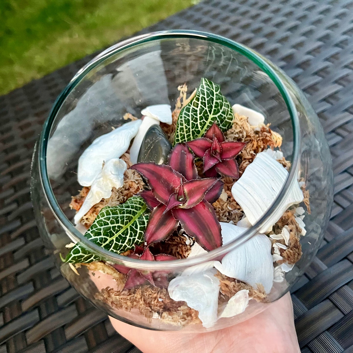 Earth Star & Nerve Plant Terrarium
