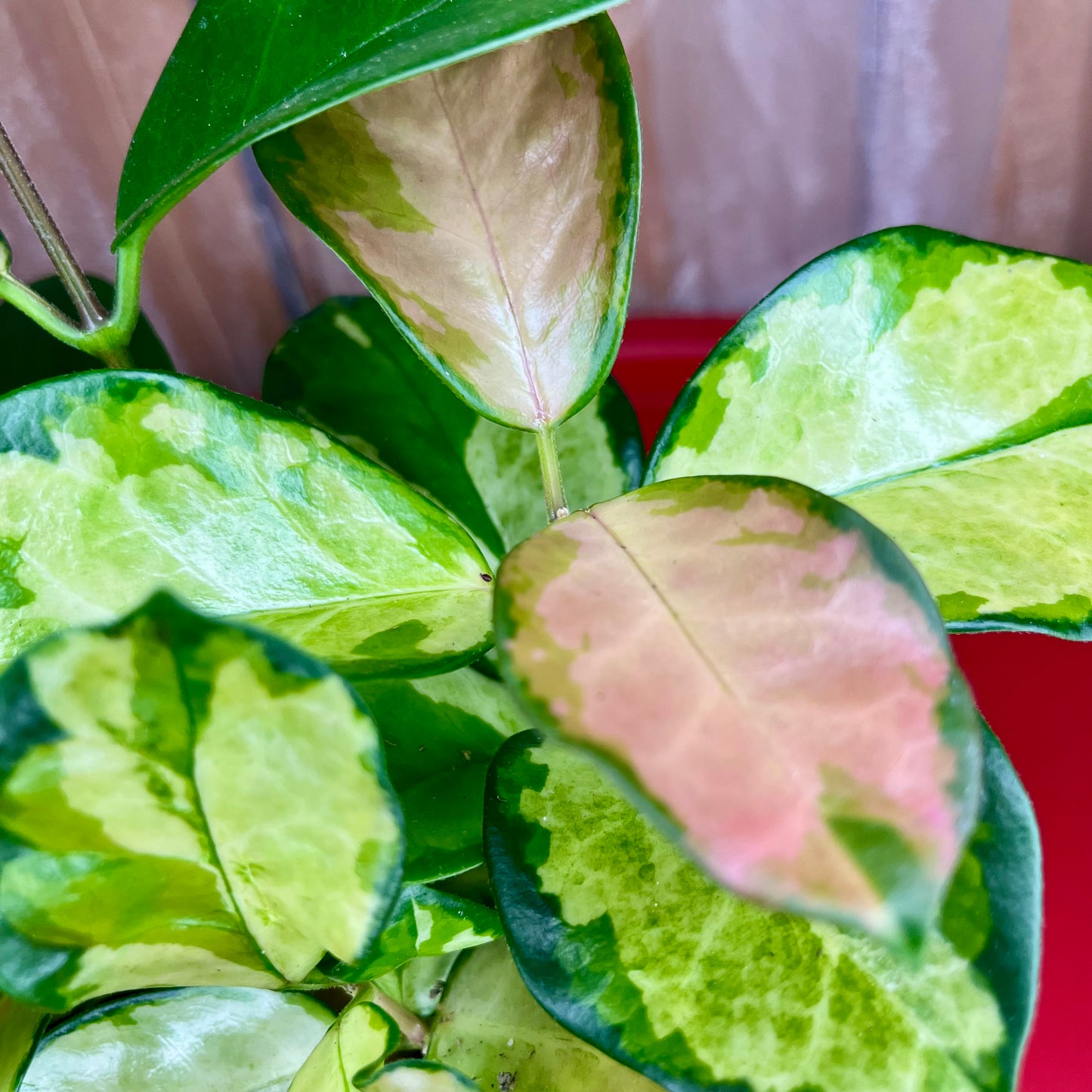Hoya Australia