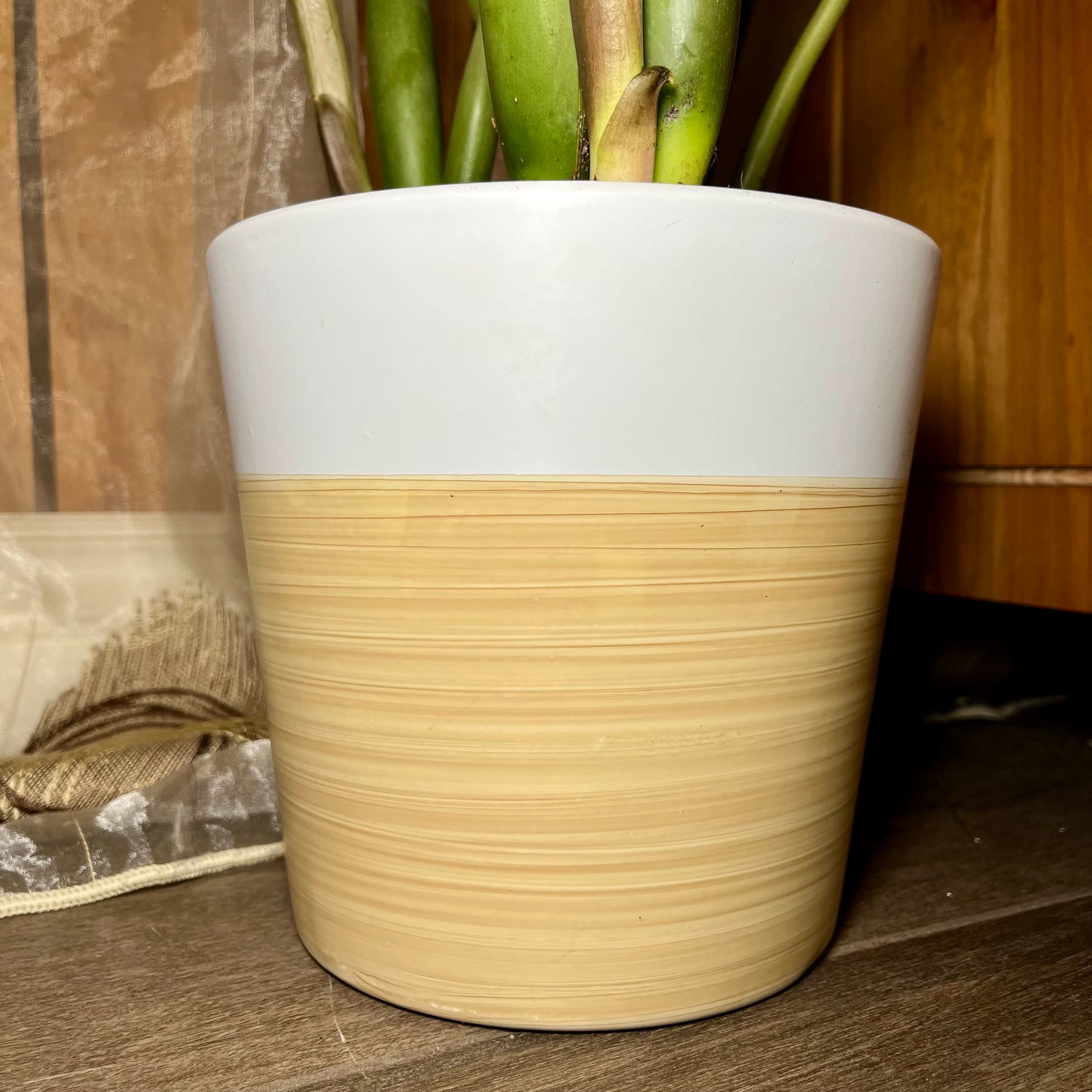 Large Zz Plant