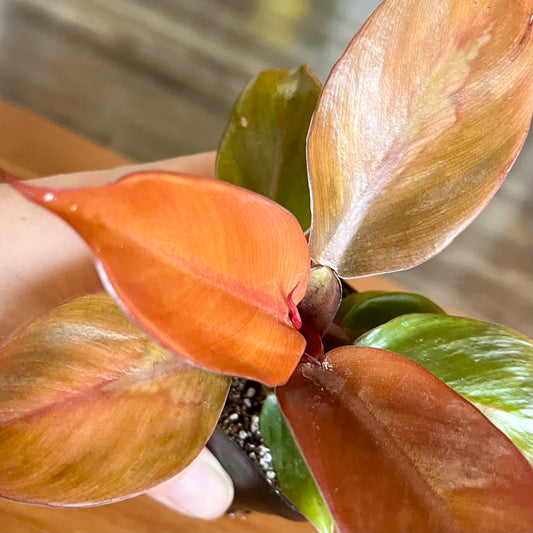 Prince of Orange Philodendron