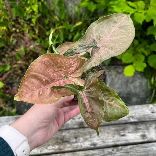 Pink Syngonium