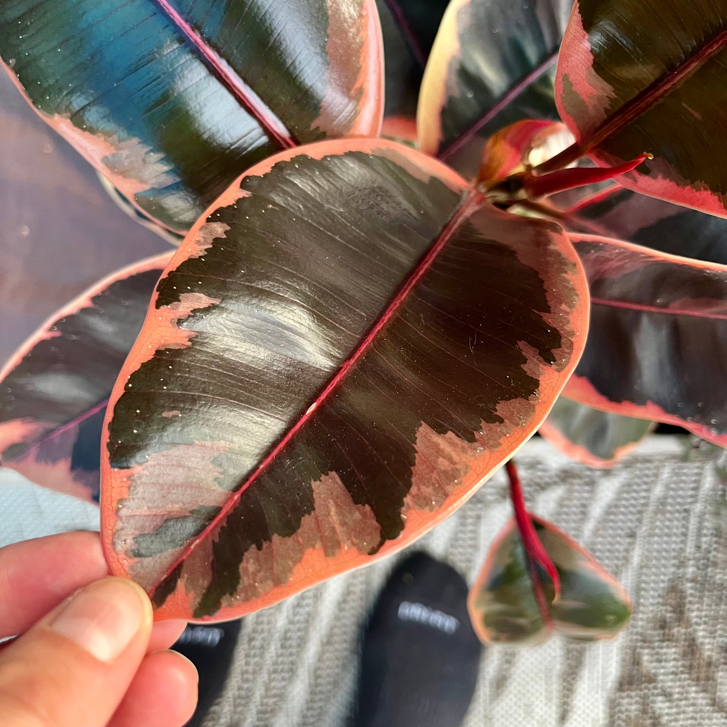 Variegated White Rubber Tree